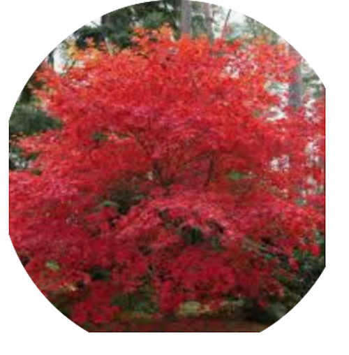 Acer Palmatum Deshojo vaso 15