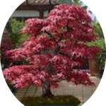 Acer Palmatum Deshojo vaso 15