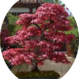 Acer Palmatum Deshojo vaso 15