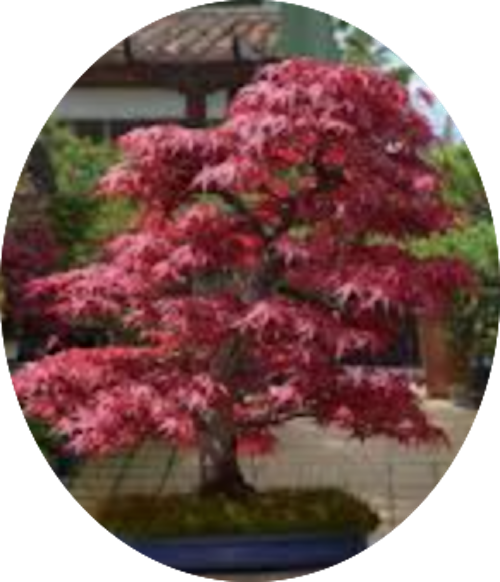Acer Palmatum Deshojo vaso 15