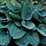 Hosta Big Daddy pianta in vaso