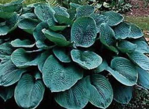 Hosta Big Daddy pianta in vaso