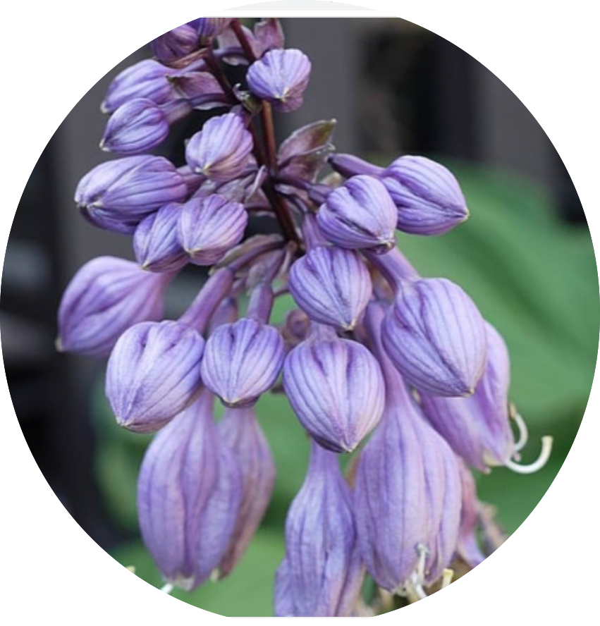 Hosta Goosberry Sundae