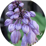 Hosta Goosberry Sundae