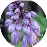 Hosta Goosberry Sundae