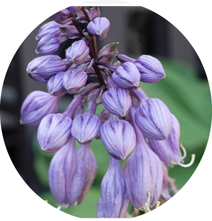 Hosta Goosberry Sundae