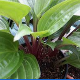 Hosta Goosberry Sundae