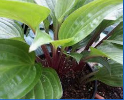 Hosta Goosberry Sundae