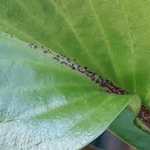 Hosta Goosberry Sundae