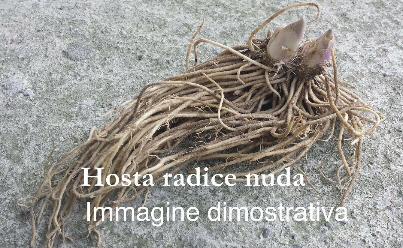 Hosta Orange marmalade