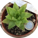 Haworthia minima cymbiformis venosa