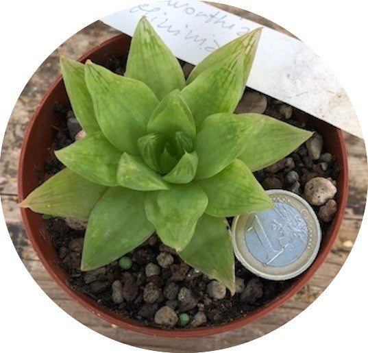 Haworthia minima cymbiformis venosa