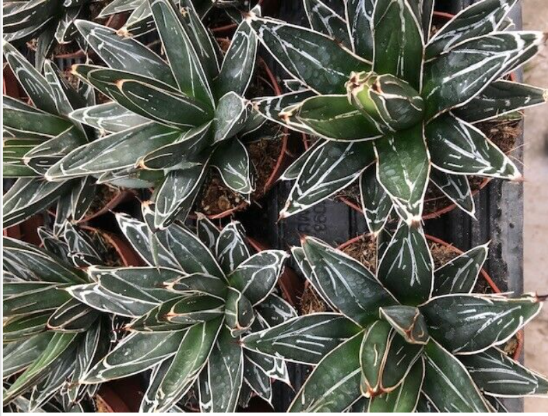 Agave Victoria reginae compacta -no variegated resistenza - 12° gradi