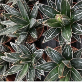Agave Victoria reginae compacta -no variegated resistenza - 12° gradi