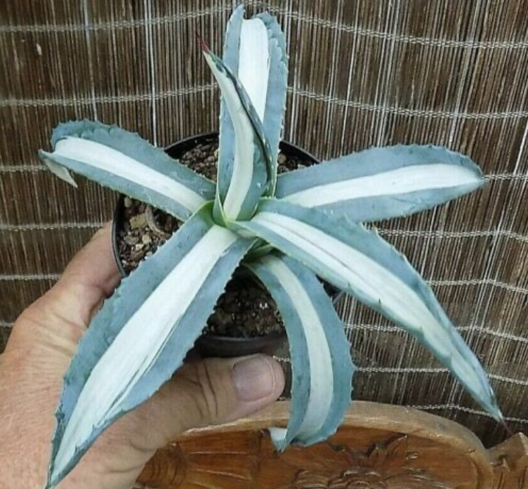 Agave americana 'Mediopicta Alba'