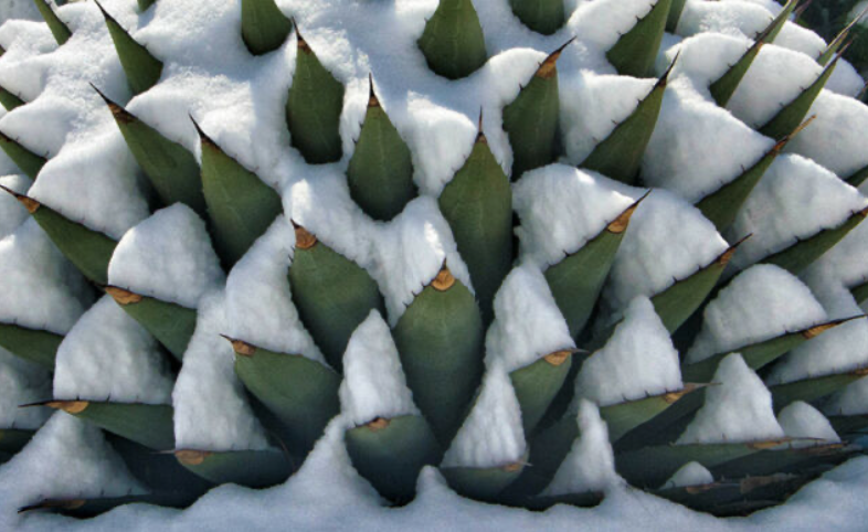 Agave Montana cm.30  resistenza - 15° gradi