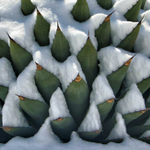 Agave Montana cm.30  resistenza - 15° gradi