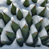 Agave Montana cm.30  resistenza - 15° gradi