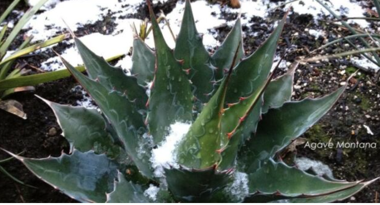 Agave Montana cm.30  resistenza - 15° gradi