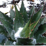 Agave Montana cm.30  resistenza - 15° gradi