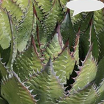 Agave Montana cm.30  resistenza - 15° gradi