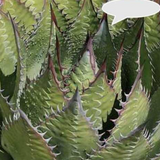 Agave Montana cm.30  resistenza - 15° gradi