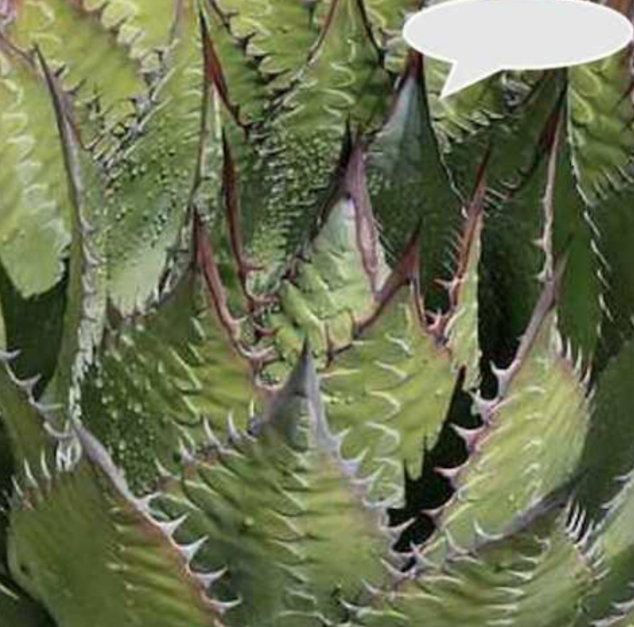 Agave Montana cm.30  resistenza - 15° gradi