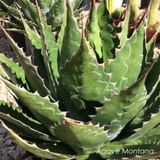 Agave Montana cm.30  resistenza - 15° gradi