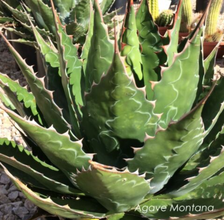 Agave Montana cm.30  resistenza - 15° gradi