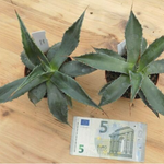 Agave Montana cm.30  resistenza - 15° gradi