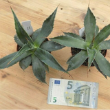 Agave Montana cm.30  resistenza - 15° gradi