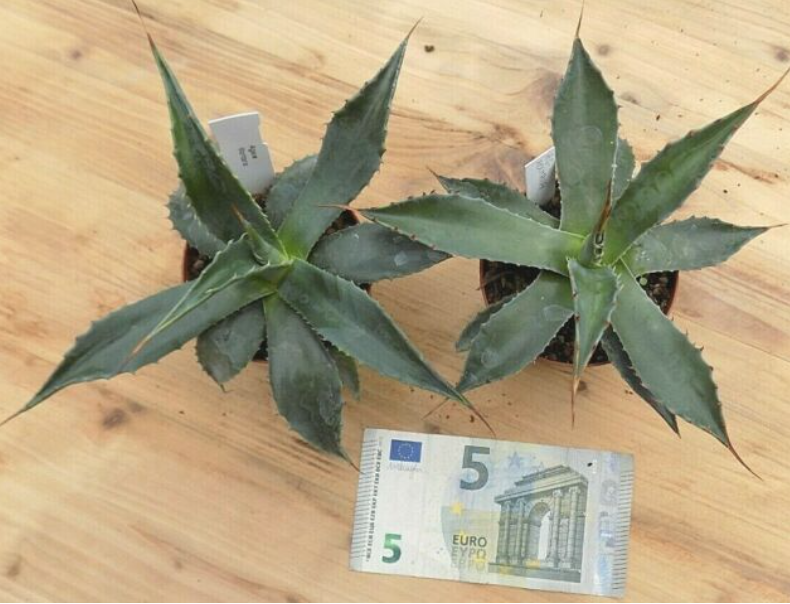 Agave Montana cm.30  resistenza - 15° gradi