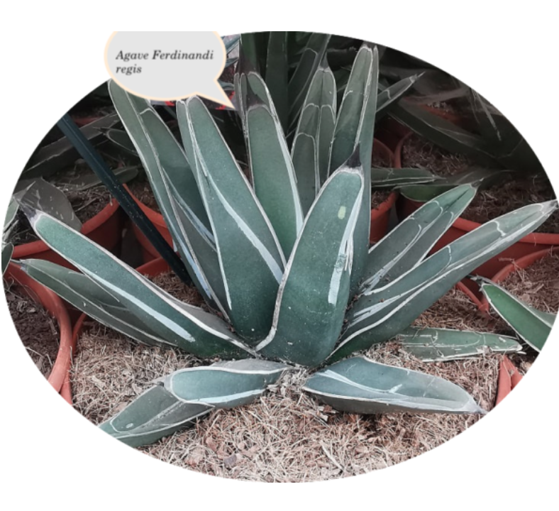 Agave Ferdinandi Regis (Nickelsiae  resistenza - 12° gradi)
