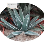 Agave Ferdinandi Regis (Nickelsiae  resistenza - 12° gradi)