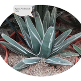 Agave Ferdinandi Regis (Nickelsiae  resistenza - 12° gradi)