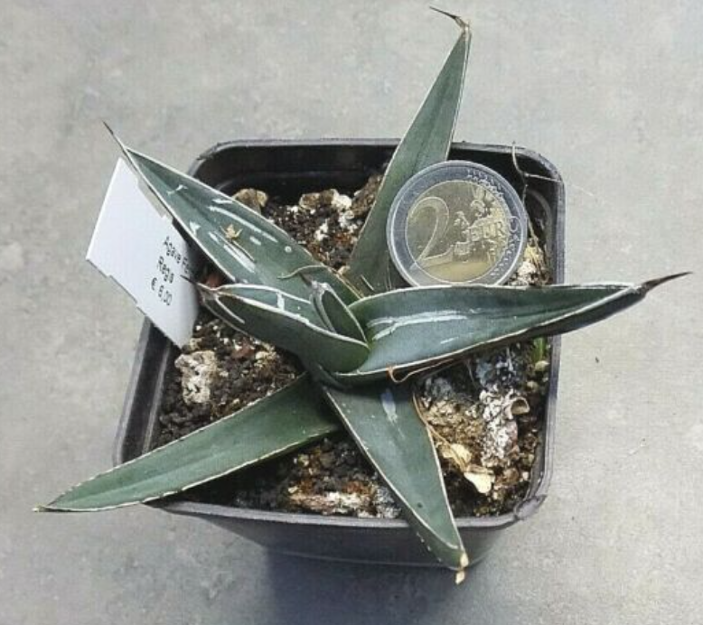 Agave Ferdinandi Regis (Nickelsiae  resistenza - 12° gradi)