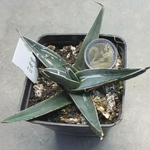 Agave Ferdinandi Regis (Nickelsiae  resistenza - 12° gradi)
