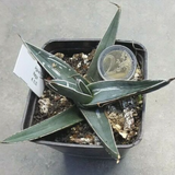 Agave Ferdinandi Regis (Nickelsiae  resistenza - 12° gradi)