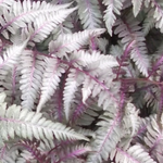 Athyrium Burgundy Lace - Fern, felce perenne