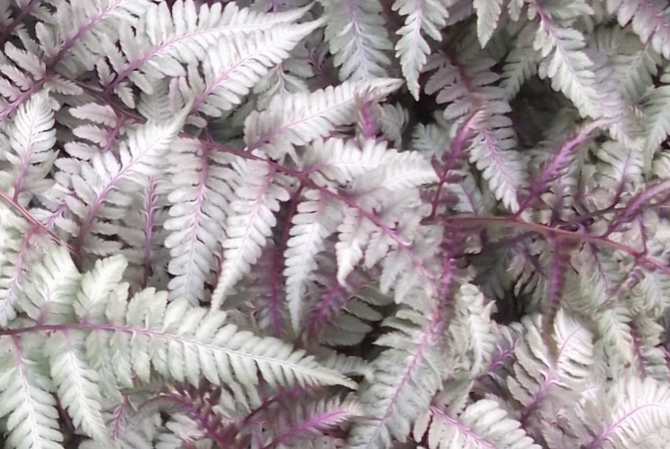 Athyrium Burgundy Lace - Fern, felce perenne