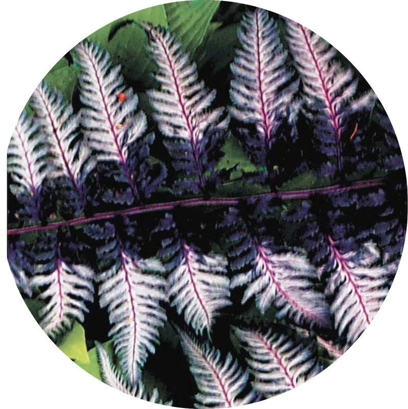 Athyrium Burgundy Lace - Fern, felce perenne