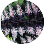 Athyrium Burgundy Lace - Fern, felce perenne