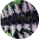 Athyrium Burgundy Lace - Fern, felce perenne