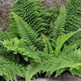 Polystichum Setiferum Plumoso densum- Fern, felce perenne vaso 14