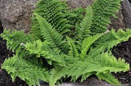 Polystichum Setiferum Plumoso densum- Fern, felce perenne vaso 14