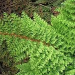 Polystichum Setiferum Plumoso densum- Fern, felce perenne vaso 14