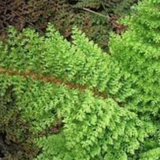 Polystichum Setiferum Plumoso densum- Fern, felce perenne vaso 14