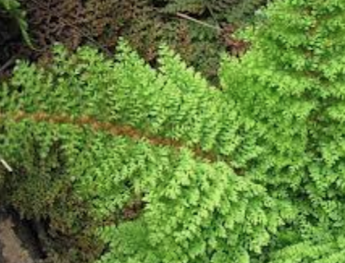 Polystichum Setiferum Plumoso densum- Fern, felce perenne vaso 14