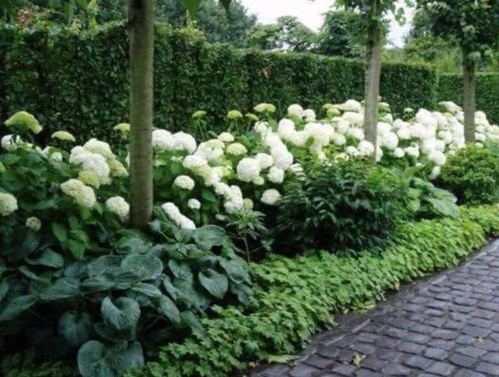 Hydrangea Arborescens Annabelle vaso 18
