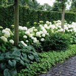 Hydrangea Arborescens Annabelle vaso 18